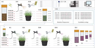 Mutagenesis of Puccinia graminis f. sp. tritici and Selection of Gain-of-Virulence Mutants